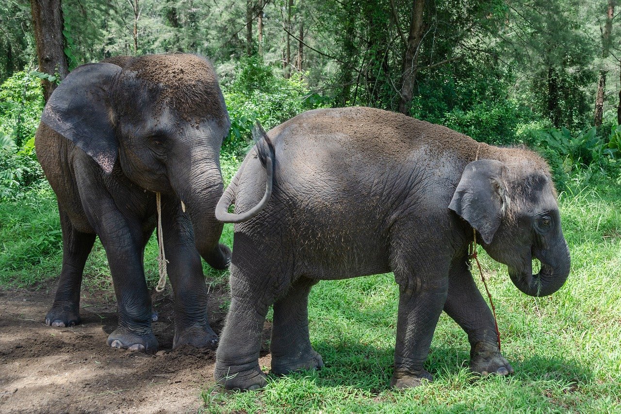 Sri Lanka. Zobaczyć Słonia